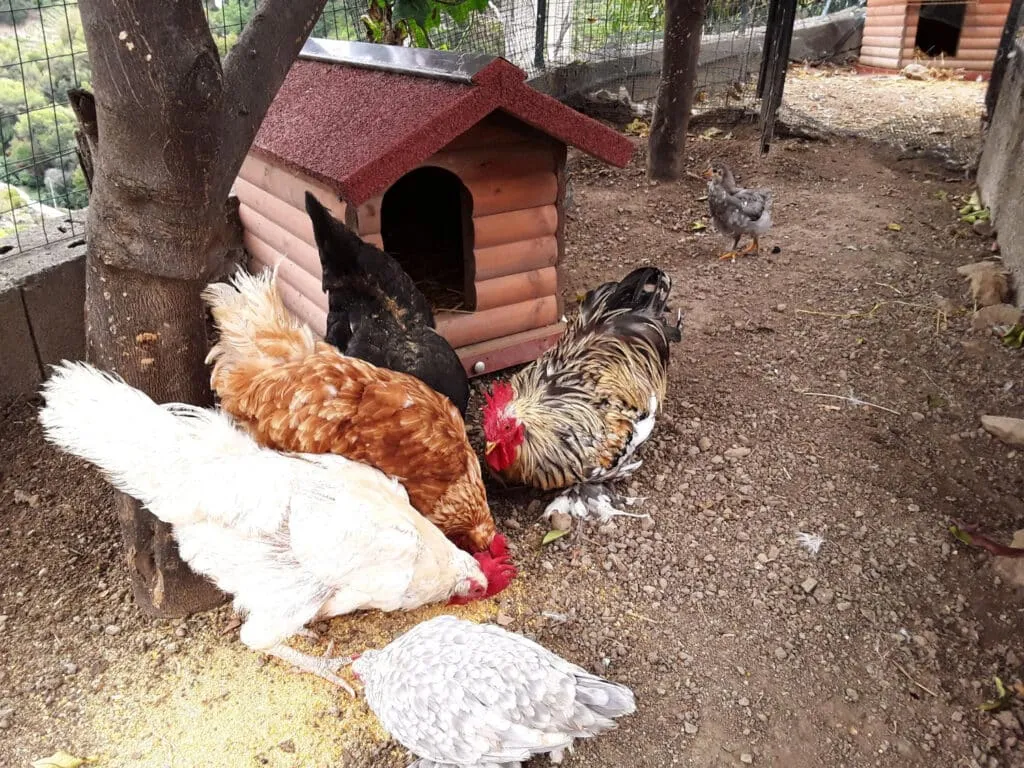 La basse cour : un petit monde vivant au cœur de votre jardin